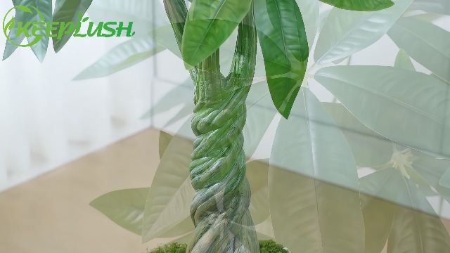 Amazon｜Keeplush【パキラ 多幸の木】高さ120cm フェイク